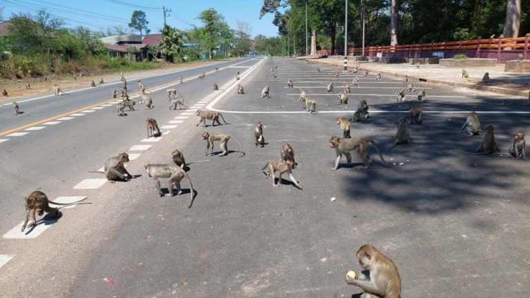 THAÏLANDE – SOCIÉTÉ : Une ville thaïlandaise a-t-elle vraiment été assaillie par des singes thaïlandais ?