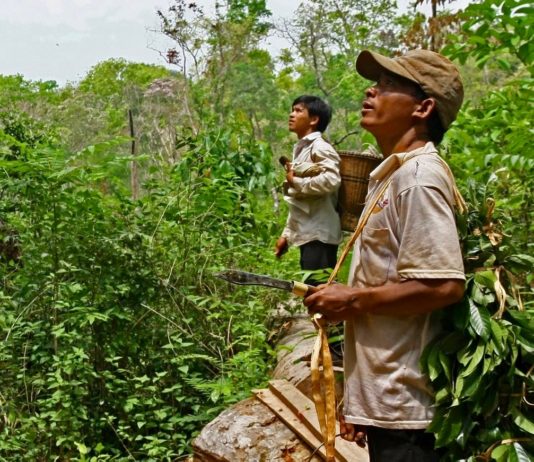 Mondolkiri miel du cambodge