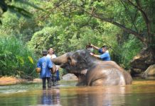 camp de Maesa éléphants Thaïlande