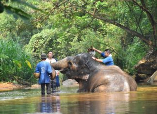 camp de Maesa éléphants Thaïlande