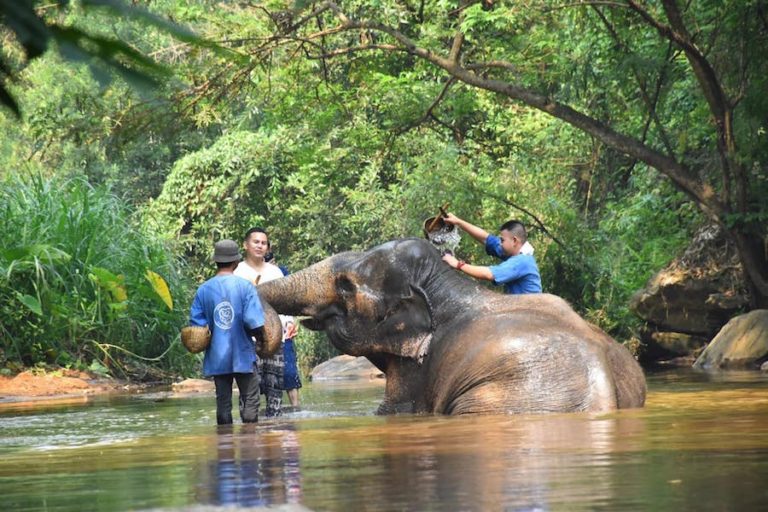 THAÏLANDE – TOURISME : Le camp d’éléphants de Chiang Mai inondé de visiteurs pendant Songkran