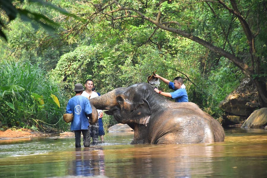 camp de Maesa éléphants Thaïlande