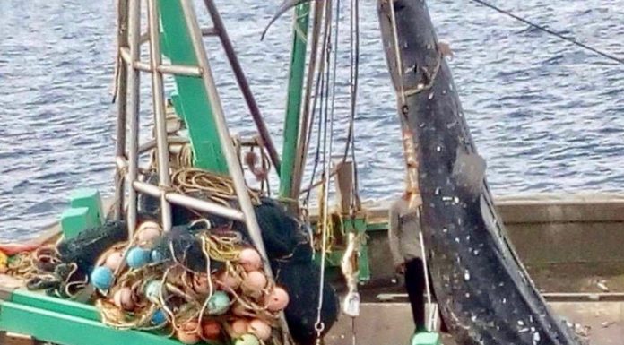 bateau pêche thaïlande