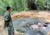 THAÏLANDE – SOCIÉTÉ : Des éléphants retrouvés noyés dans un étang à Kanchanaburi éléphant Huai Kayeng Thaïlande