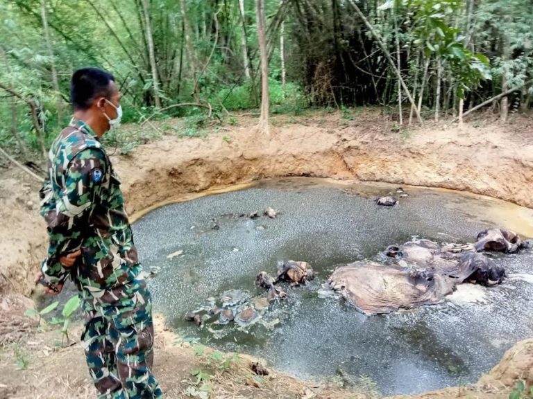 THAÏLANDE – SOCIÉTÉ : Des éléphants retrouvés noyés dans un étang à Kanchanaburi