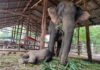 Camps d'éléphants en Birmanie