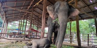 Camps d'éléphants en Birmanie