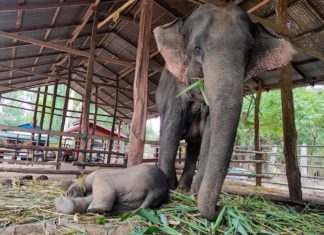 Camps d'éléphants en Birmanie
