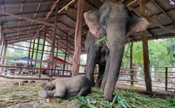 BIRMANIE – EXPRESS – ACTUALITÉS : Que retenir de l’actualité birmane du 23 au 29 mai ? Camps d'éléphants en Birmanie