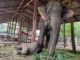 Camps d'éléphants en Birmanie