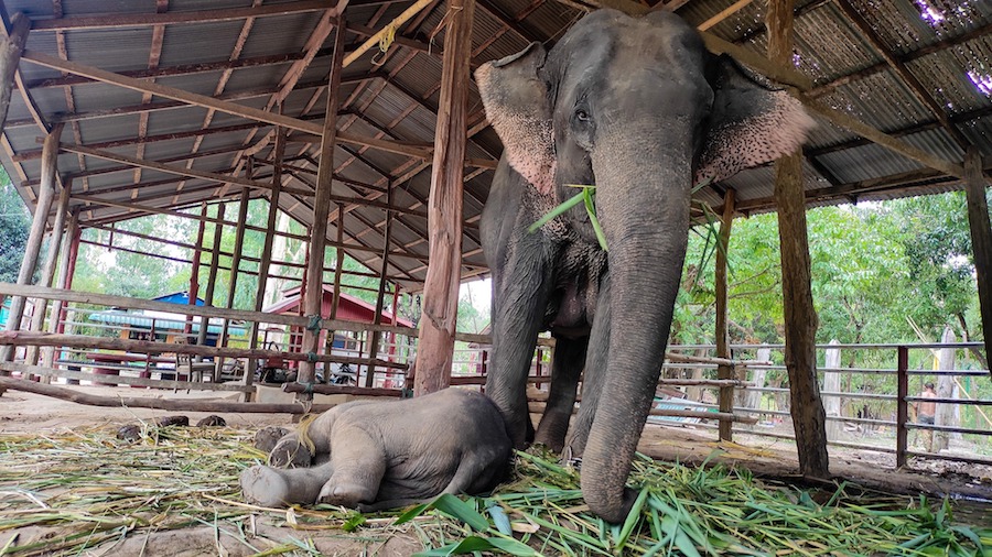 Camps d'éléphants en Birmanie
