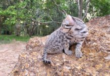 THAÏLANDE – SOCIÉTÉ : Le chaton léopard sauvé « Simba » de Chachoengsao se prépare à retourner à la vie sauvage léopard simba