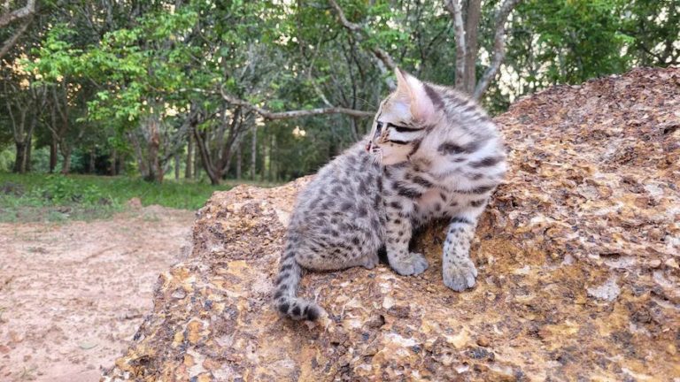 THAÏLANDE – SOCIÉTÉ : Le chaton léopard sauvé “Simba” de Chachoengsao se prépare à retourner à la vie sauvage