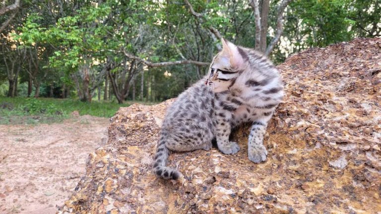 THAÏLANDE – SOCIÉTÉ : Le chaton léopard sauvé « Simba » de Chachoengsao se prépare à retourner à la vie sauvage