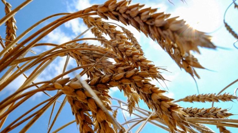 THAÏLANDE –  ALIMENTATION : Les exportations de blé thaïlandais vers l’ASEAN ont augmenté de 17 % en quatre mois
