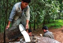 cambodge caoutchouc