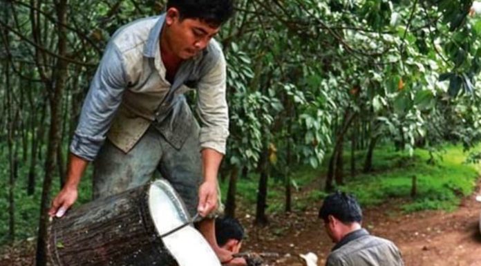 THAÏLANDE – ÉCONOMIE : Inondations dans le Sud touchent plus de 165 000 producteurs de caoutchouc cambodge caoutchouc