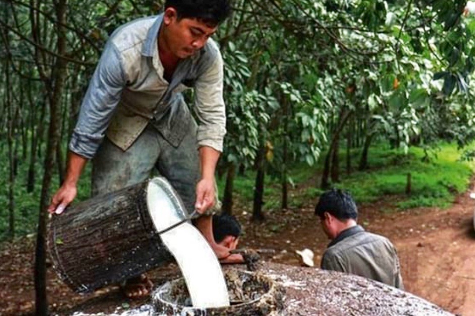 cambodge caoutchouc