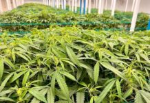 cannabis Thailande