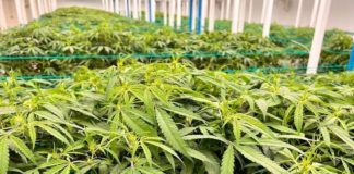 cannabis Thailande