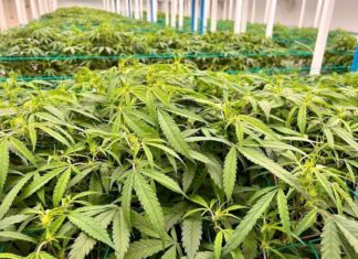 cannabis Thailande
