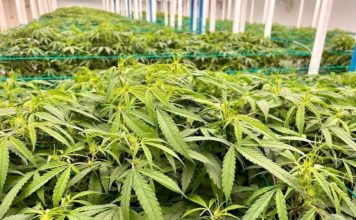 cannabis Thailande