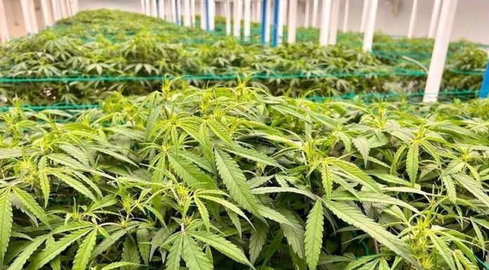 cannabis Thailande