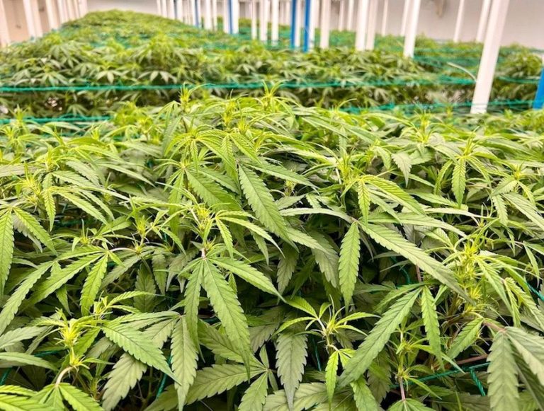 THAÏLANDE – SOCIÉTÉ : Le fameux sourire thaïlandais est-il désormais dopé au cannabis ?