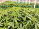 cannabis Thailande
