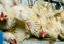 THAÏLANDE – ÉCONOMIE : Volaille et élevage thaïlandais s’exportent de plus en plus poulet élevage thaïlande