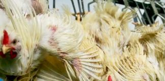 poulet élevage thaïlande