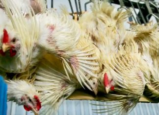 poulet élevage thaïlande