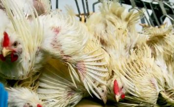poulet élevage thaïlande