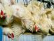 poulet élevage thaïlande