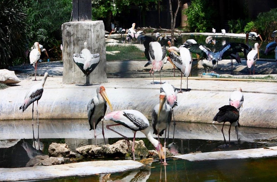 Dusit zoo Bangkok