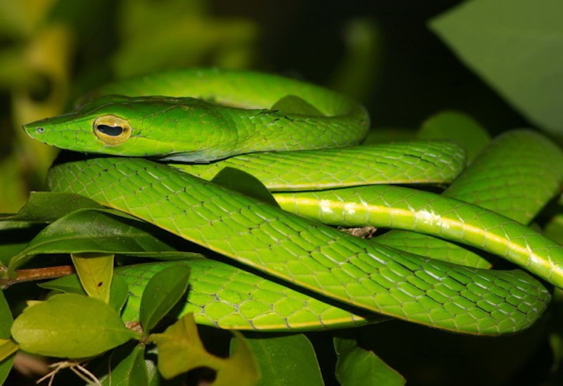 Serpent fouet à long nez