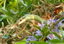 THAÏLANDE – CHRONIQUE : « Nos amis les bêtes : les serpents, ces nettoyeurs … » Serpent ratier vert à queue rouge