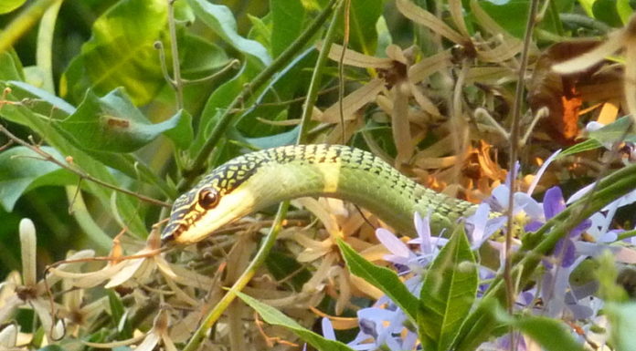 Serpent ratier vert à queue rouge