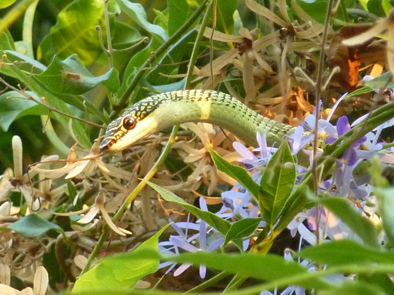 Serpent ratier vert à queue rouge
