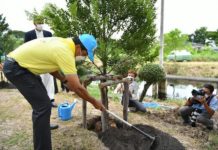 Planter arbres Bangkok