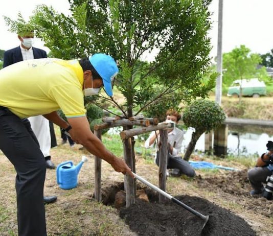 BANGKOK – ENVIRONNEMENT : Le gouverneur de Bangkok fait de la plantation de nouveaux arbres une priorité Planter arbres Bangkok