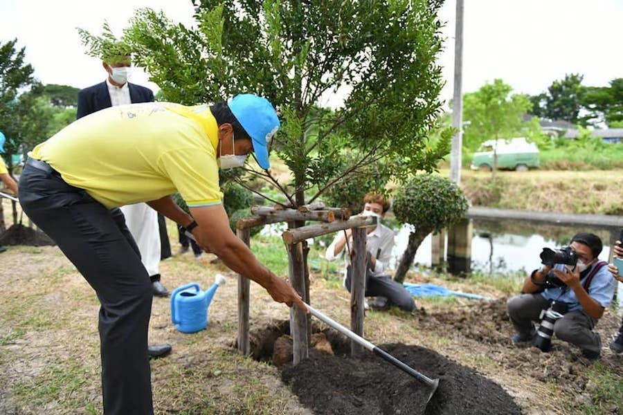 Planter arbres Bangkok