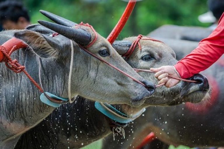 THAÏLANDE – TRADITION : La course de buffles à Chonburi marque le coup d’envoi de la saison de récolte du riz