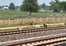 LAOS – CHINE : Le nouveau train chinois confronté aux accidents de personnes et d’animaux Laos Chine train animaux