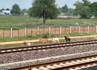 Laos Chine train animaux