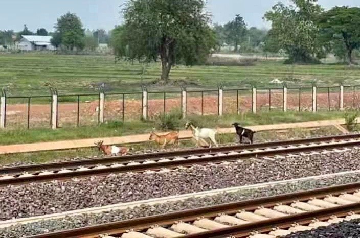 Laos Chine train animaux