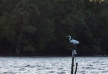 ASIE DU SUD-EST – ÉCOLOGIE : Le Covid 19 a profité à la nature en Asie mangrove