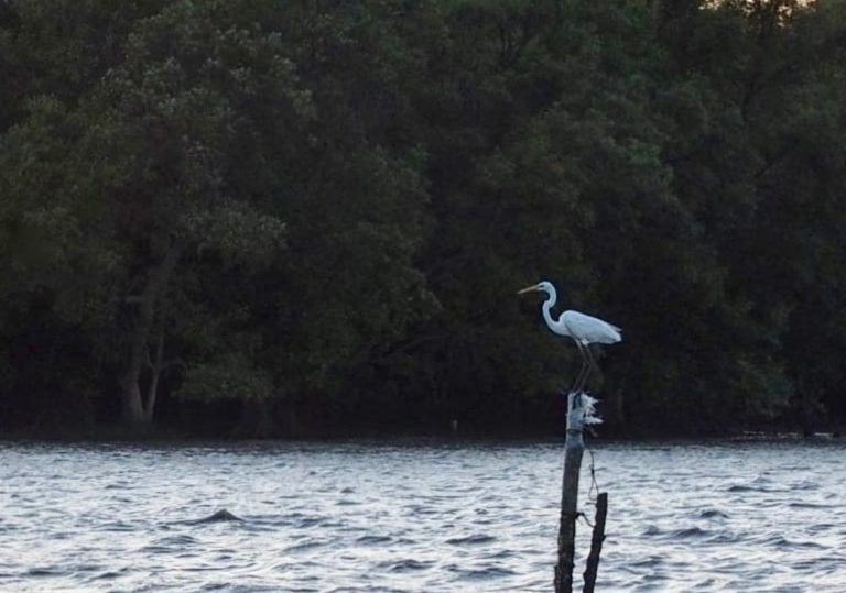 ASIE DU SUD-EST – ÉCOLOGIE : Le Covid 19 a profité à la nature en Asie