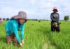 CAMBODGE – SOCIÉTÉ : Le taux de pauvreté au Cambodge tombe à 17,8 % en 2020 cambodge-paysans