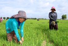 CAMBODGE – SOCIÉTÉ : Le taux de pauvreté au Cambodge tombe à 17,8 % en 2020 cambodge-paysans